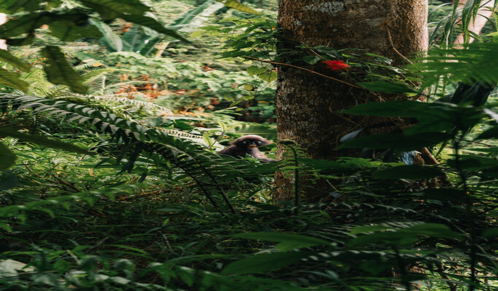 The Habitat at Penang Hill